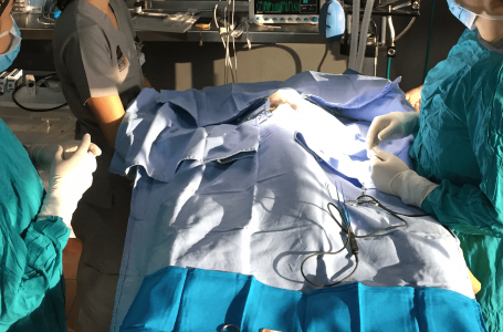 Condenan a hermanos por ejercer ilegalmente como médicos veterinarios en el Maule