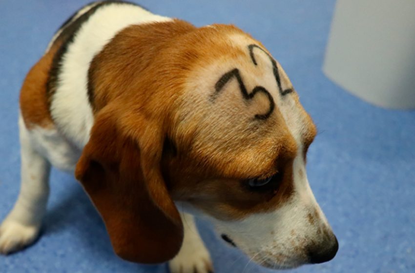  Repudio en España: denuncian que más de 30 cachorros beagle serán sacrificados en un experimento científico