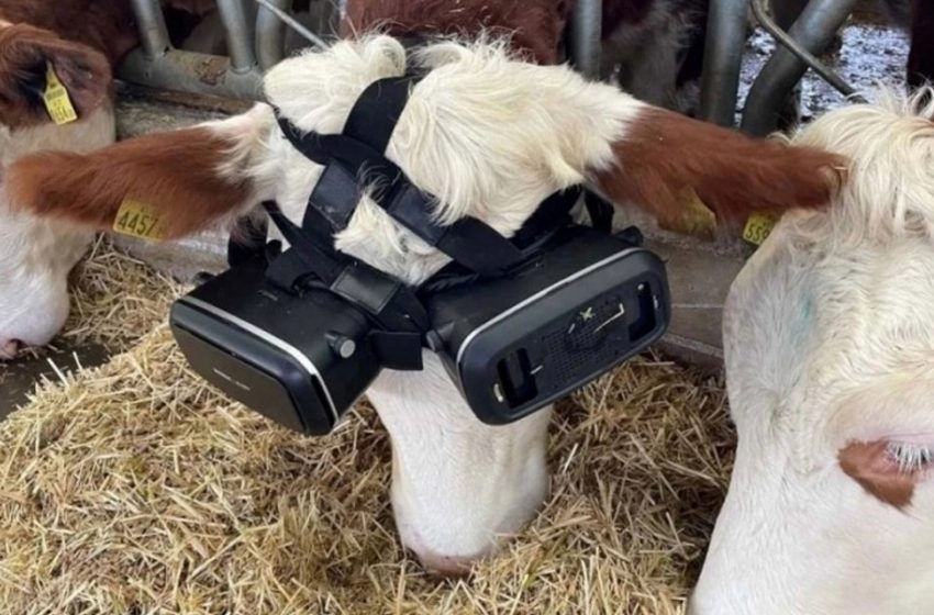  VACAS USAN GAFAS CON REALIDAD VIRTUAL PARA MEJORAR SU ANIMO Y MEJORAR LA PRODUCCION DE LECHE