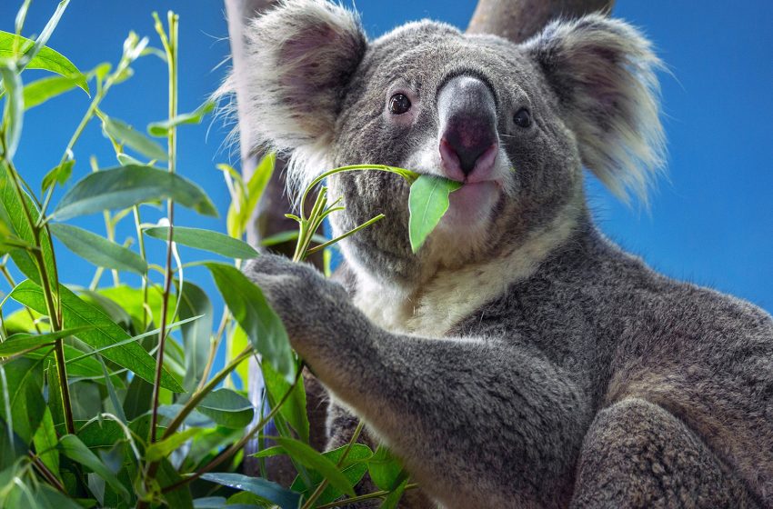  Por culpa de la sequía y los incendios forestales los koalas australianos ahora son una especie en peligro de extinción